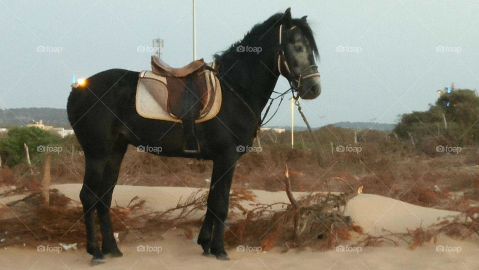 Beautiful black horse standing on the sand at essaouira in Morocco.