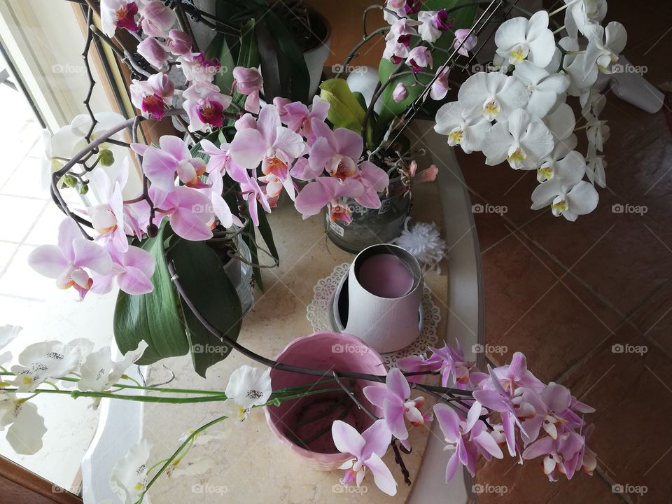 Passion for my orchids