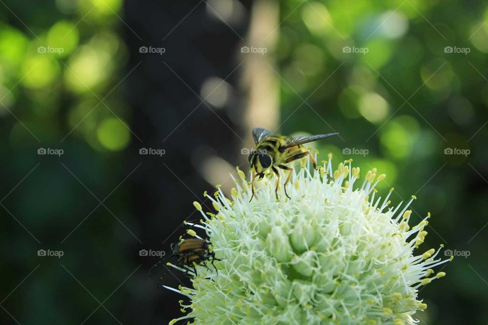Macro bee