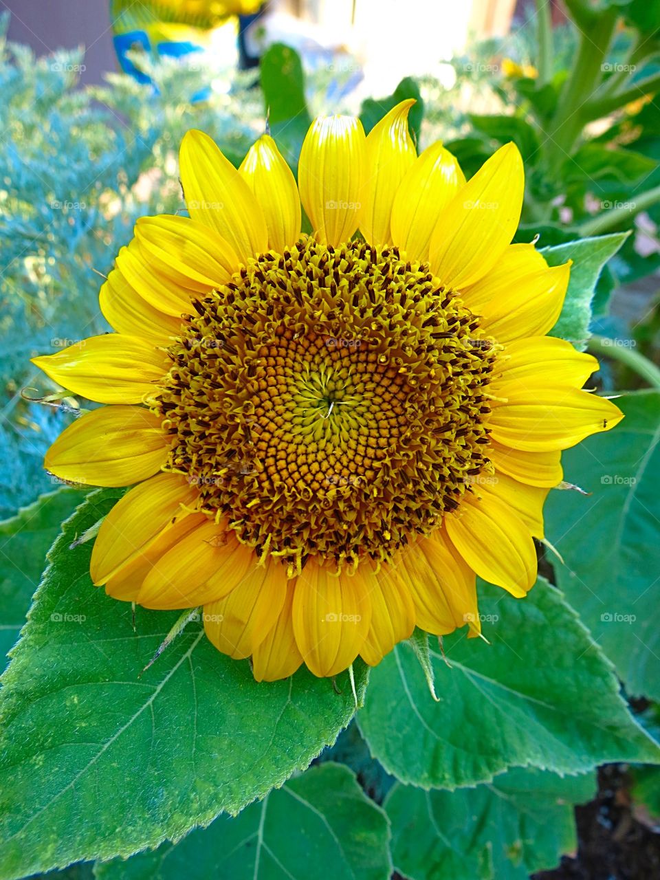 Yellow Sunflower.