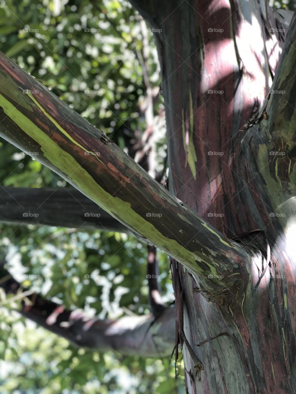 Rainbow eucalyptus tree trunk and branches 