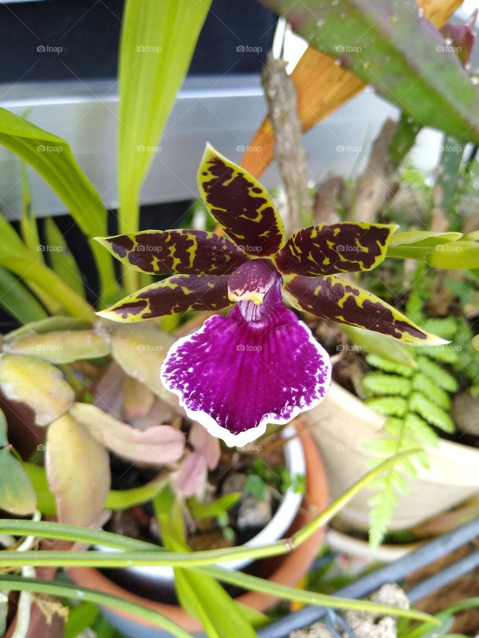 Zygopetalum