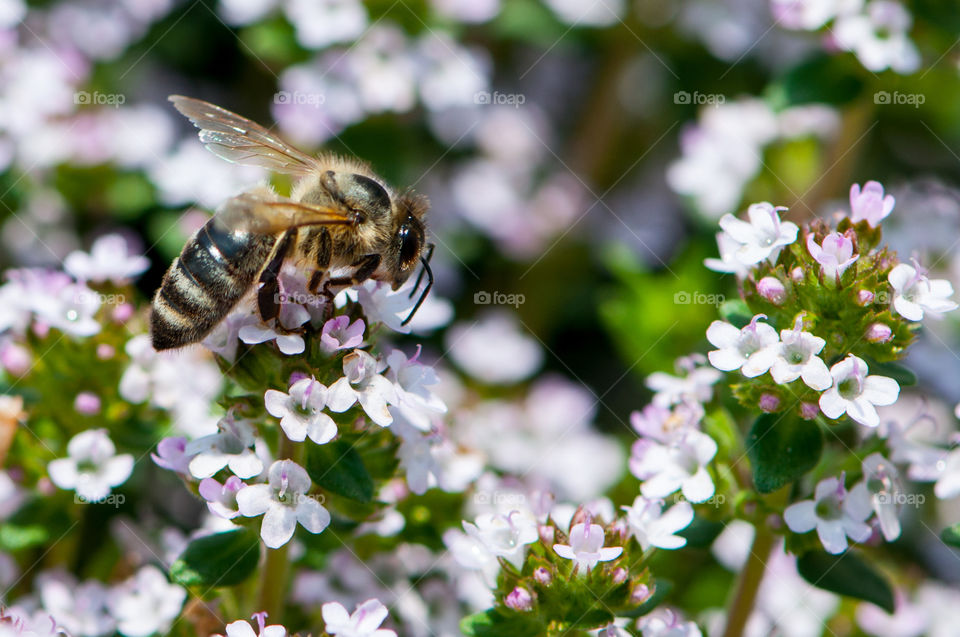 Biene, Blume, Blüte, Thymian, Fliegen, Nektar, Sommer, Frühling 