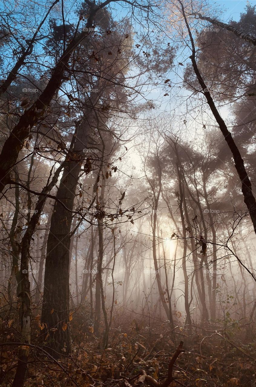 enchanting corner of the woods immersed in a magical autumnal atmosphere