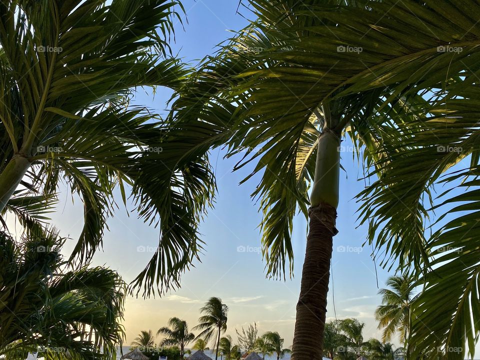 Sunset over palm trees in Runway Bay Jamaica 