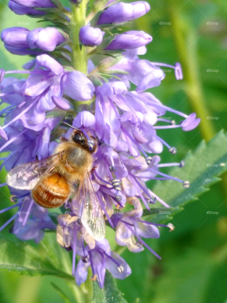 Purple Bee