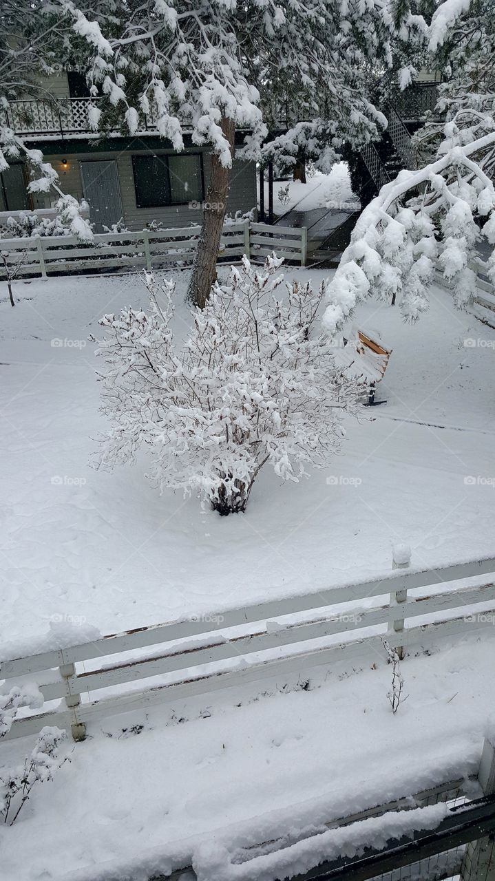 Snow on trees
