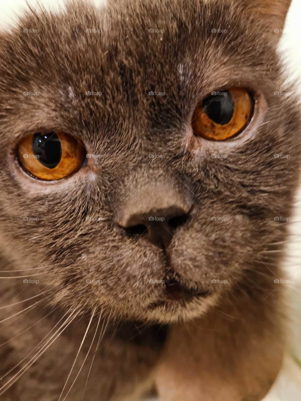 The cat is a long-liver.  In the eyes of the cat, universal wisdom