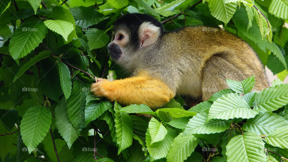 A black-capped squirrel monkey in a tree.