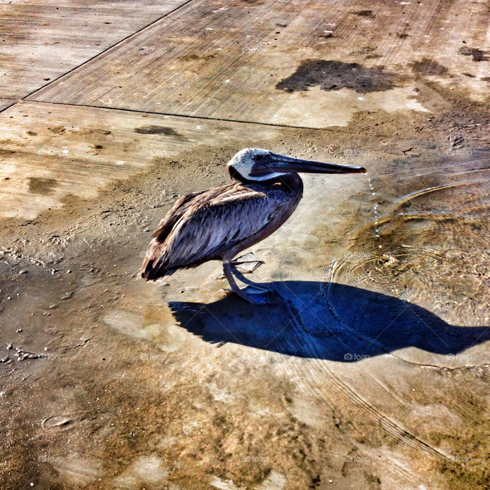 beach shadow water vacation by analia