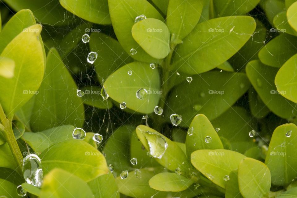 Water drops on spider web and leaves