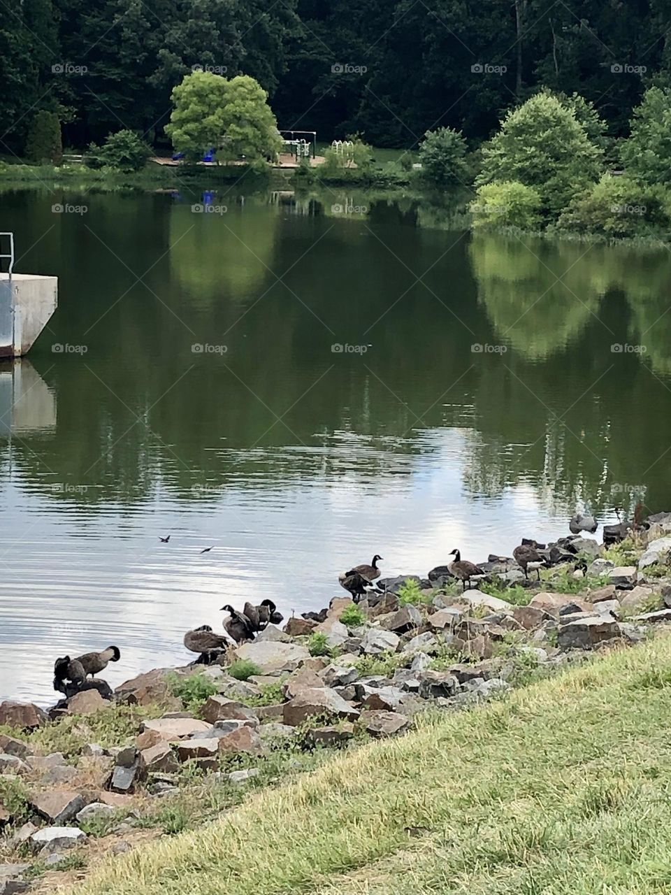 Ducks and Geese  at the lake  relaxing 