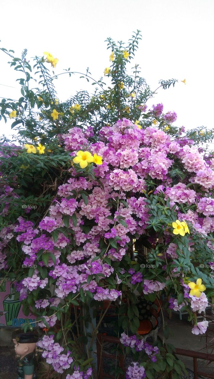 Blossom of purple flowers