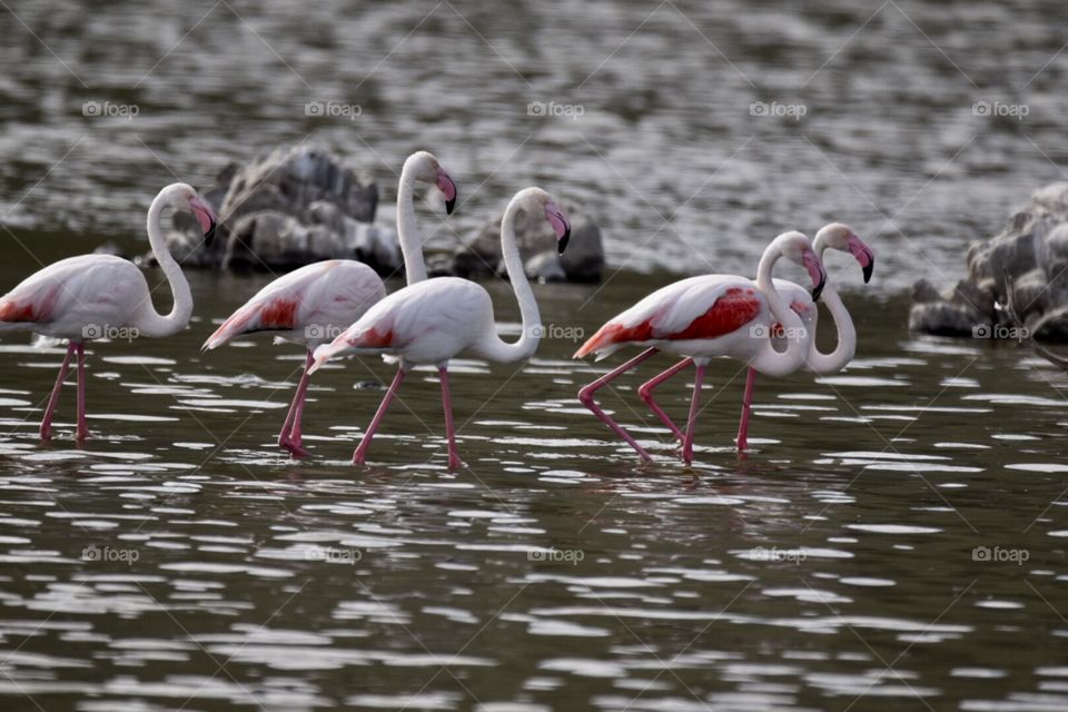 More flamingos. 