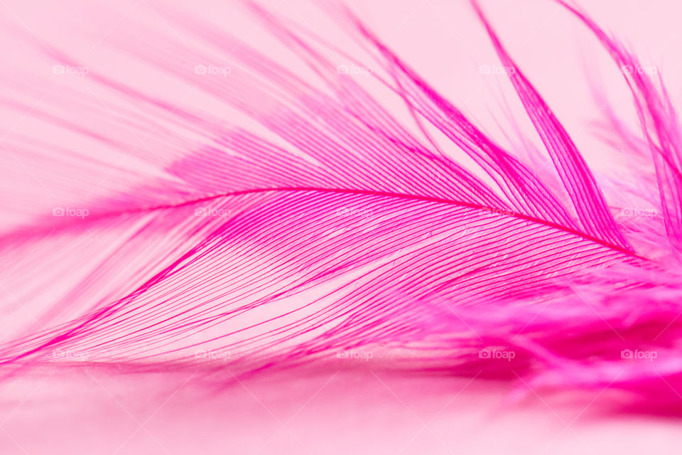 Pink Feather

