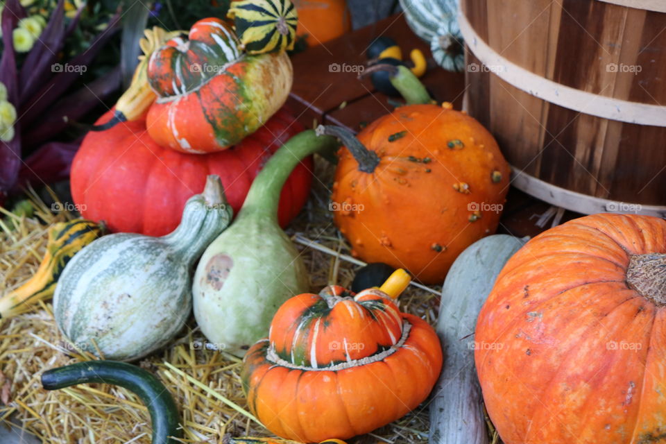 All sorts of pumpkins 