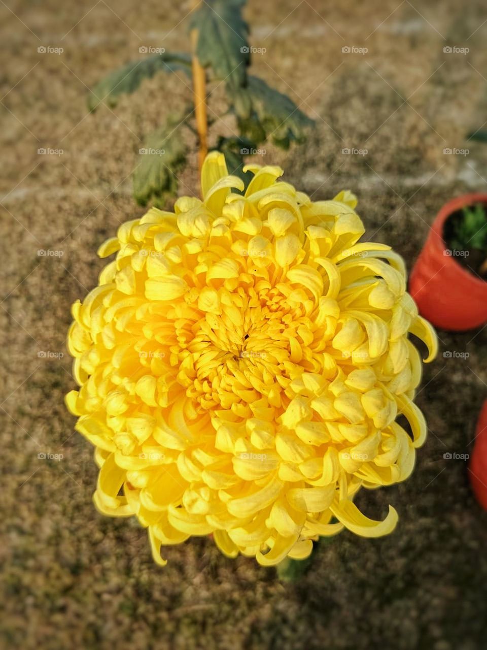 Those yellow flowers outside look so beautiful. 
They're all growing together, creating a vibrant and cheerful display. 
It's like a little burst of sunshine in nature.
 I can imagine how lovely it must be to see them in person.