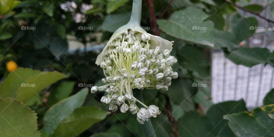 this spectacular flower cluster is only an onion flower