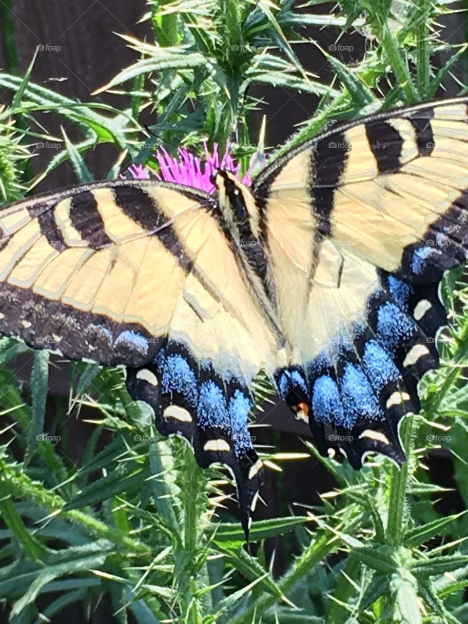 Beautiful butterfly on thistle Bush!