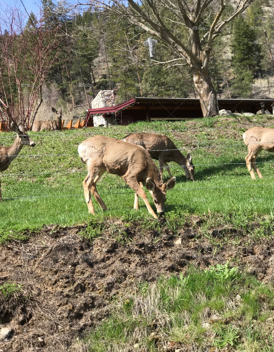 Deer grazing grass in field