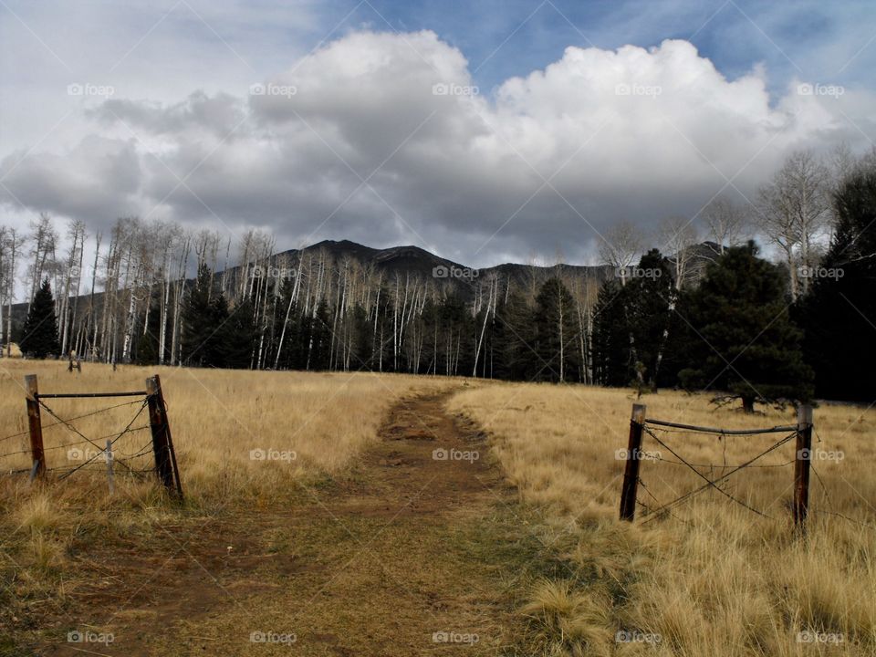 Path in the Coconino National Forest 