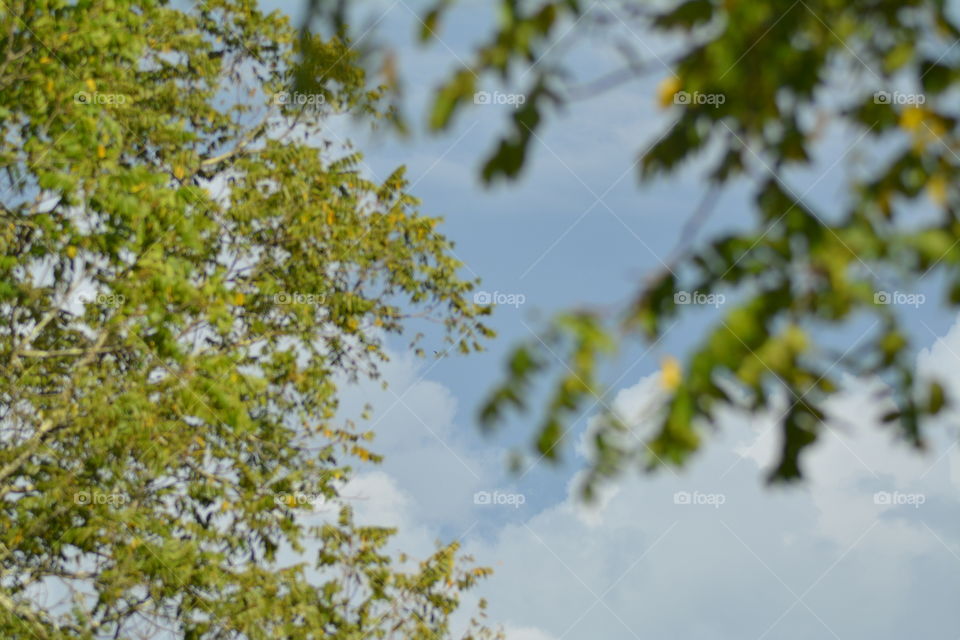 Tree, Nature, Leaf, Branch, Landscape