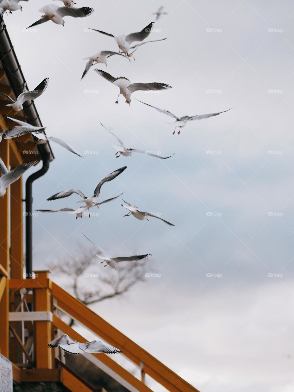 Group of seagulls in seaside 