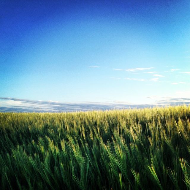 Field