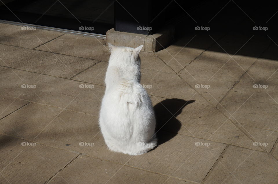White cat