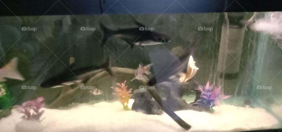 Count the black tiny Shark 🦈❤️