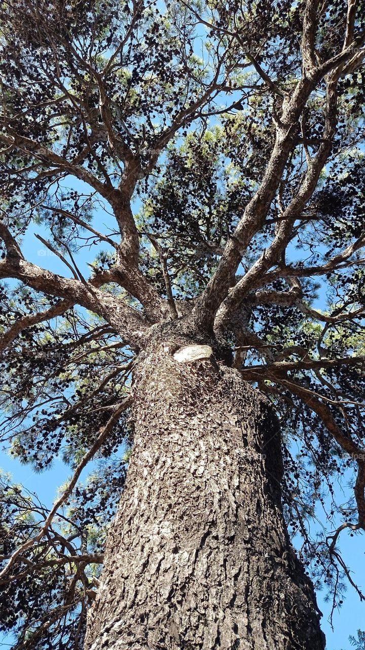 mature tree / arbol crescido