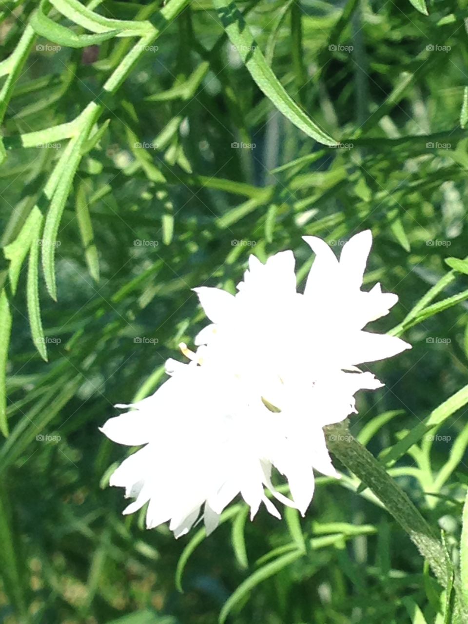 Beautiful white flower 