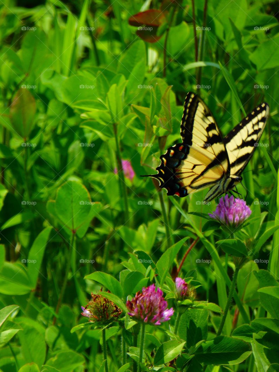 Butterfly in a field 6