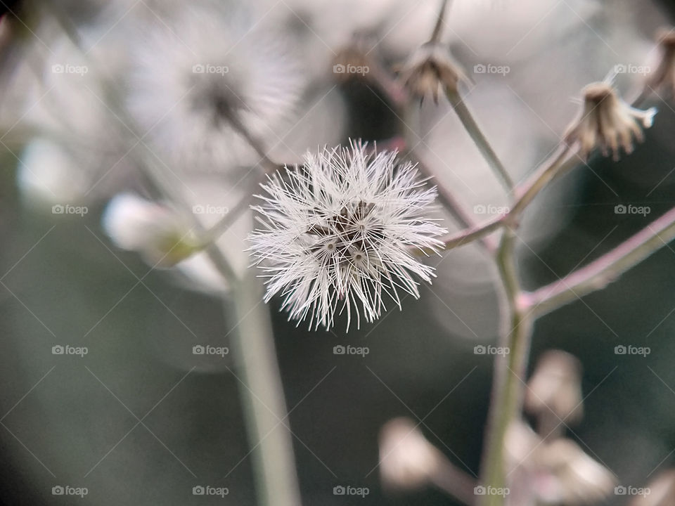 Some dried bush flowers prepare to be blown by the wind. Beautiful view in the garden.