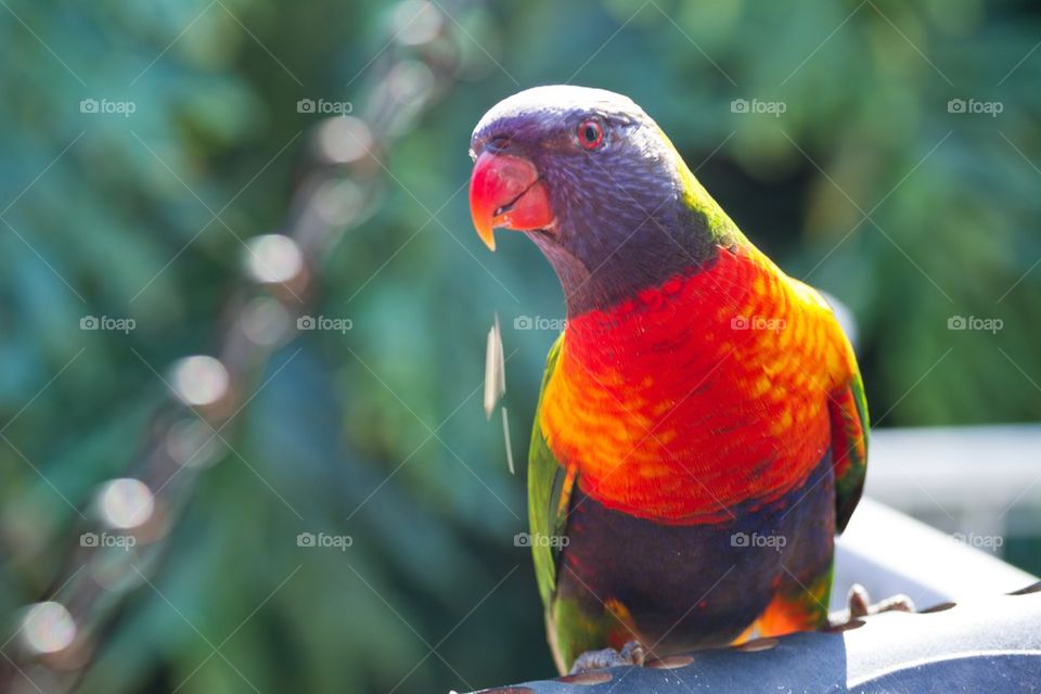 Lorakeet Eating Seeds