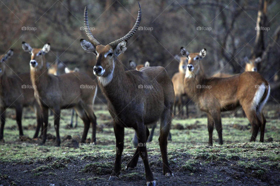 My first experience in filming wildlife in Dandar Nature Reserve in Sudan