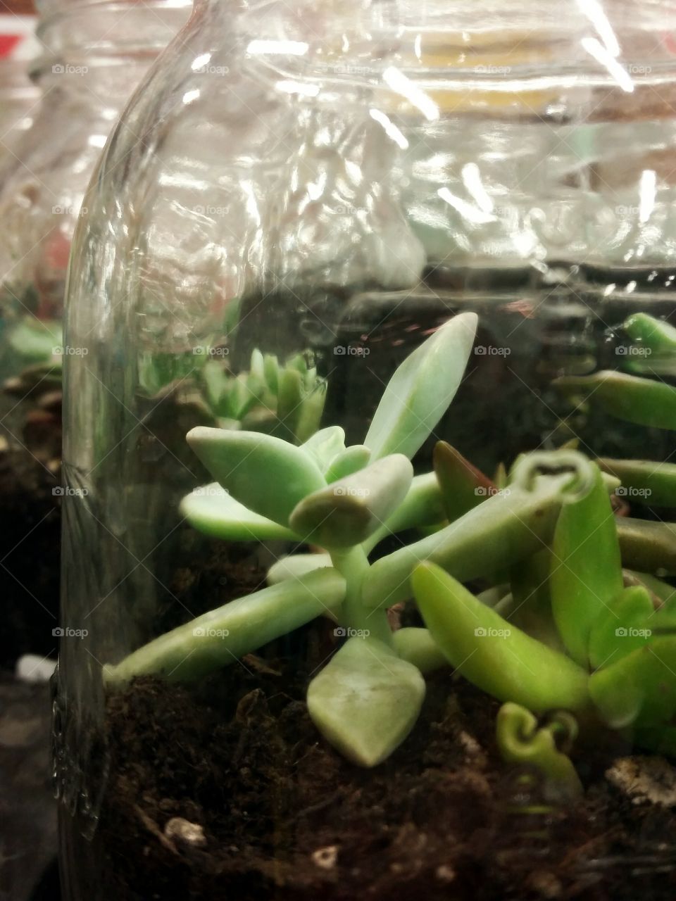 Plants in a Jar
