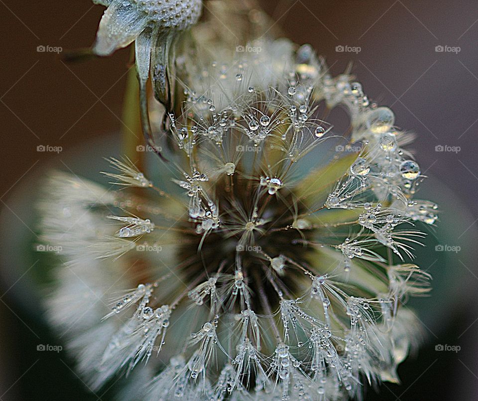 First signs of autumn - A dandelion seed head glitters with beads from the early morning dew