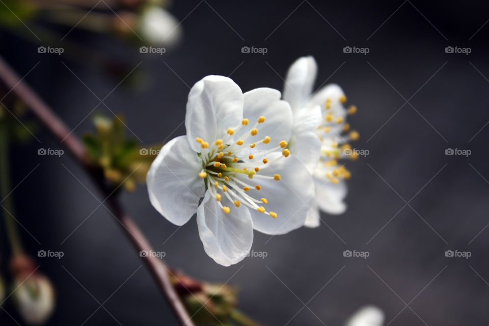 flower blossom sure cherry macro blossom by ezatvar