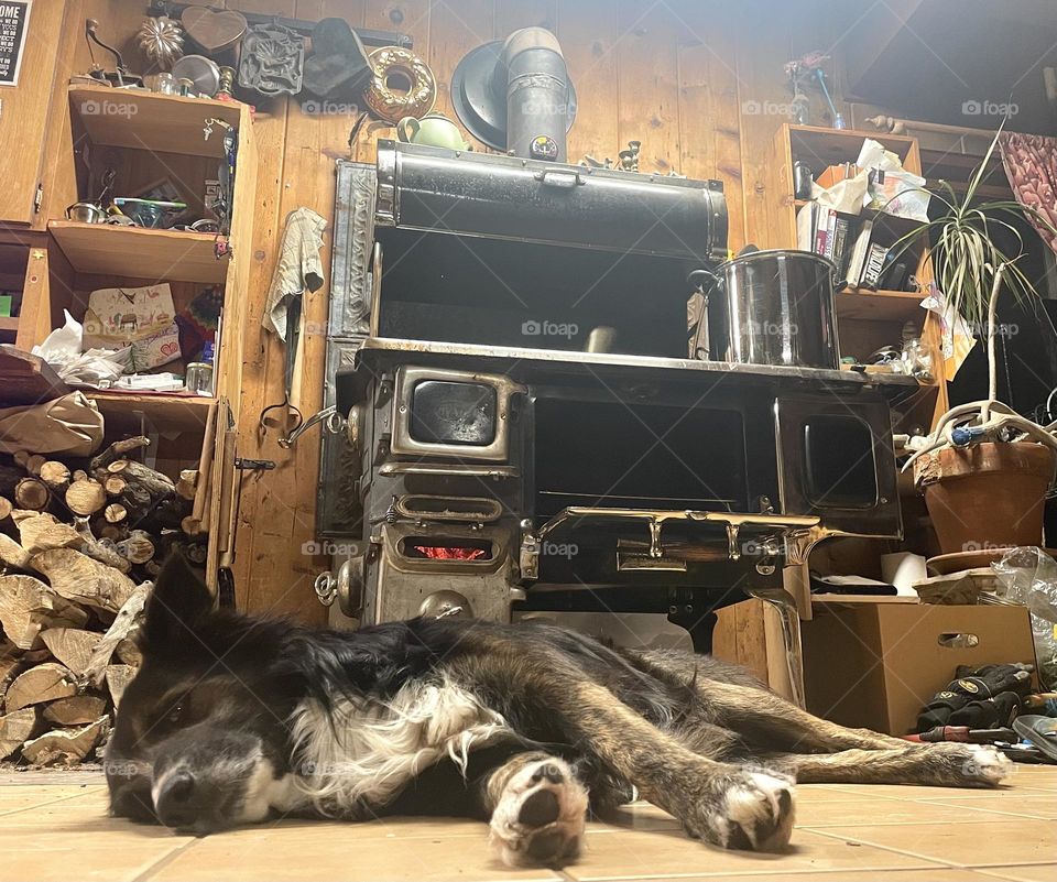 Farm Dog Life ❤️