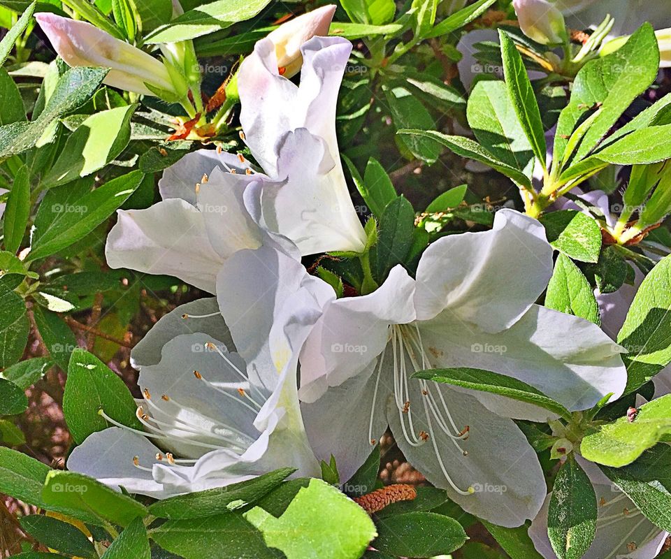 White Azaleas 