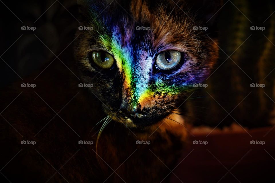 close up image from a beautiful cat with big eyes and a colorful prism rainbow on her face