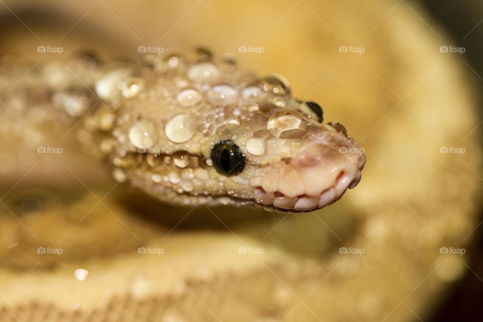 Baby ball python 