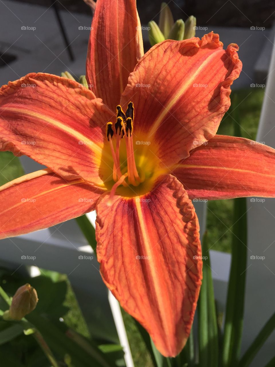 Tiger Lily