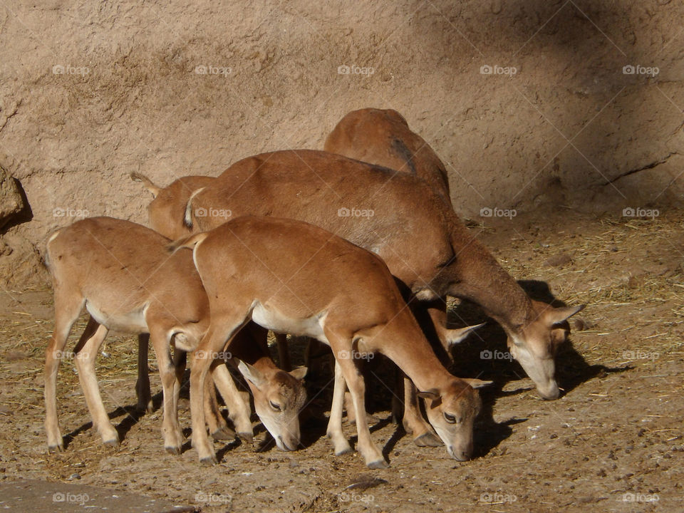 Antelope in a zoo in Spain