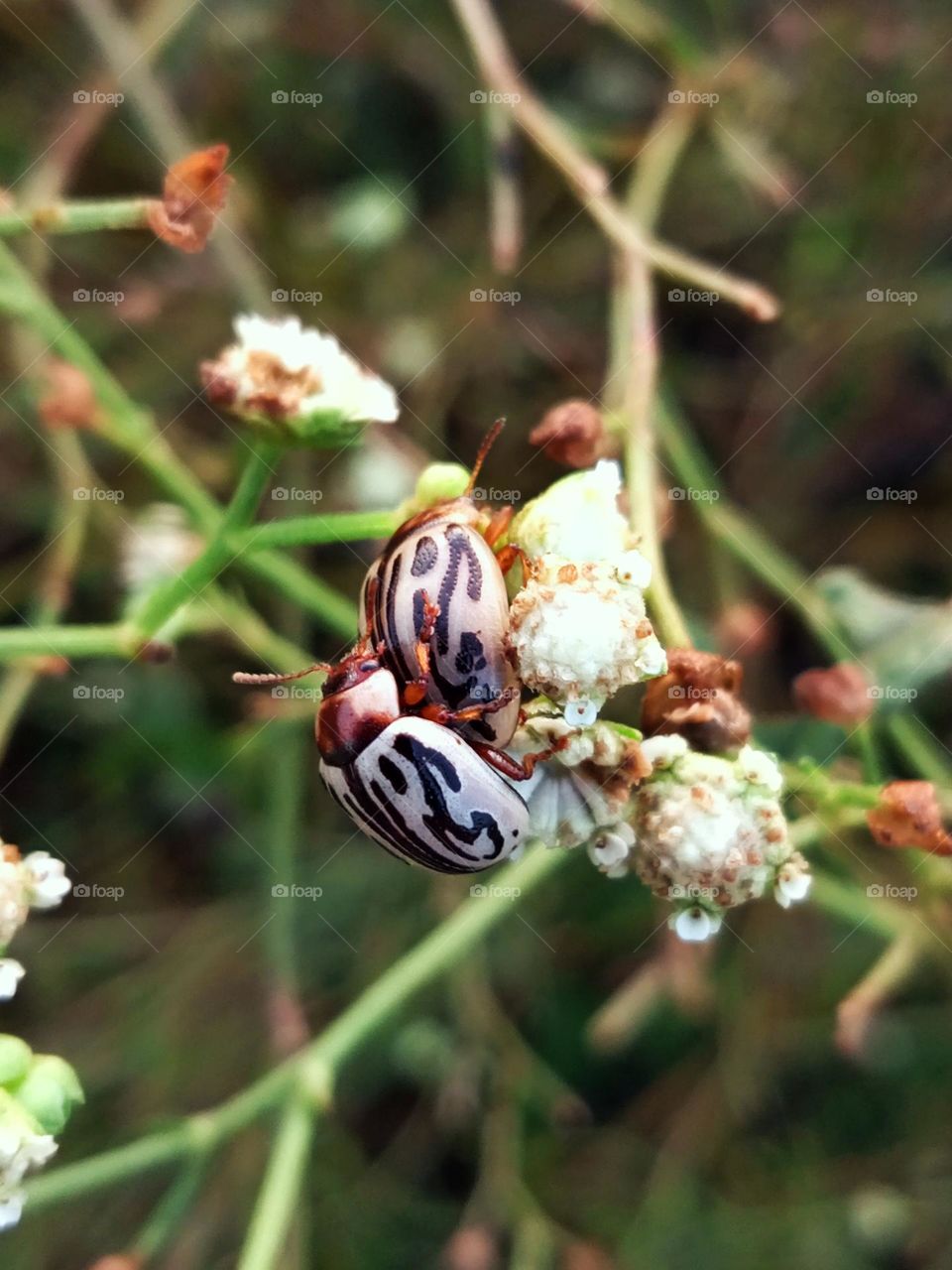 A picture of potato beetle during reproduction