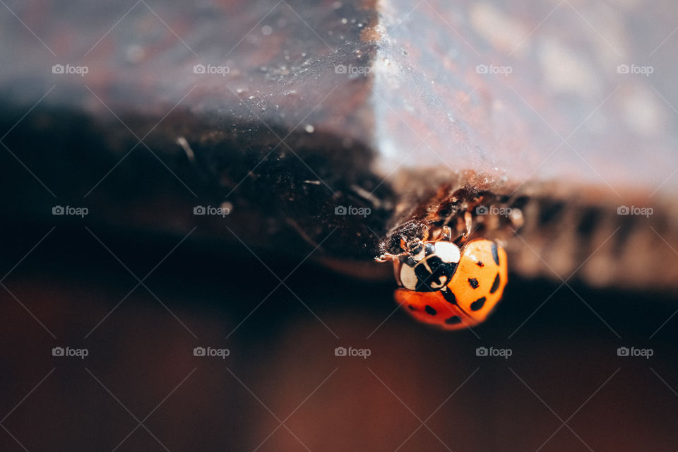 A ladybug on the fence