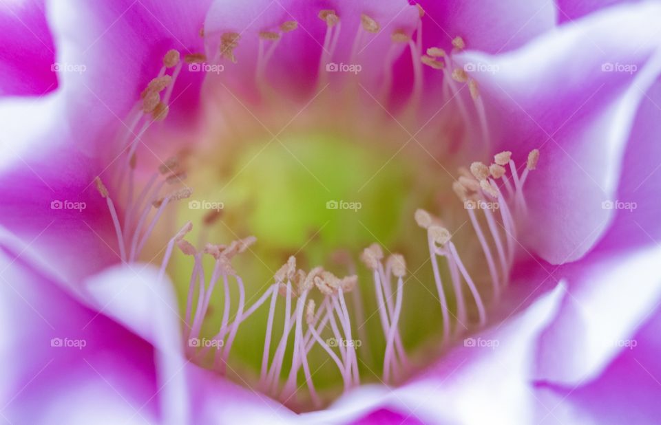 Marco photo of Beautiful Cactus pollen