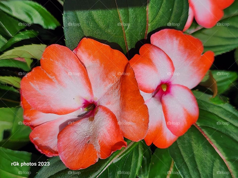 double trouble petal