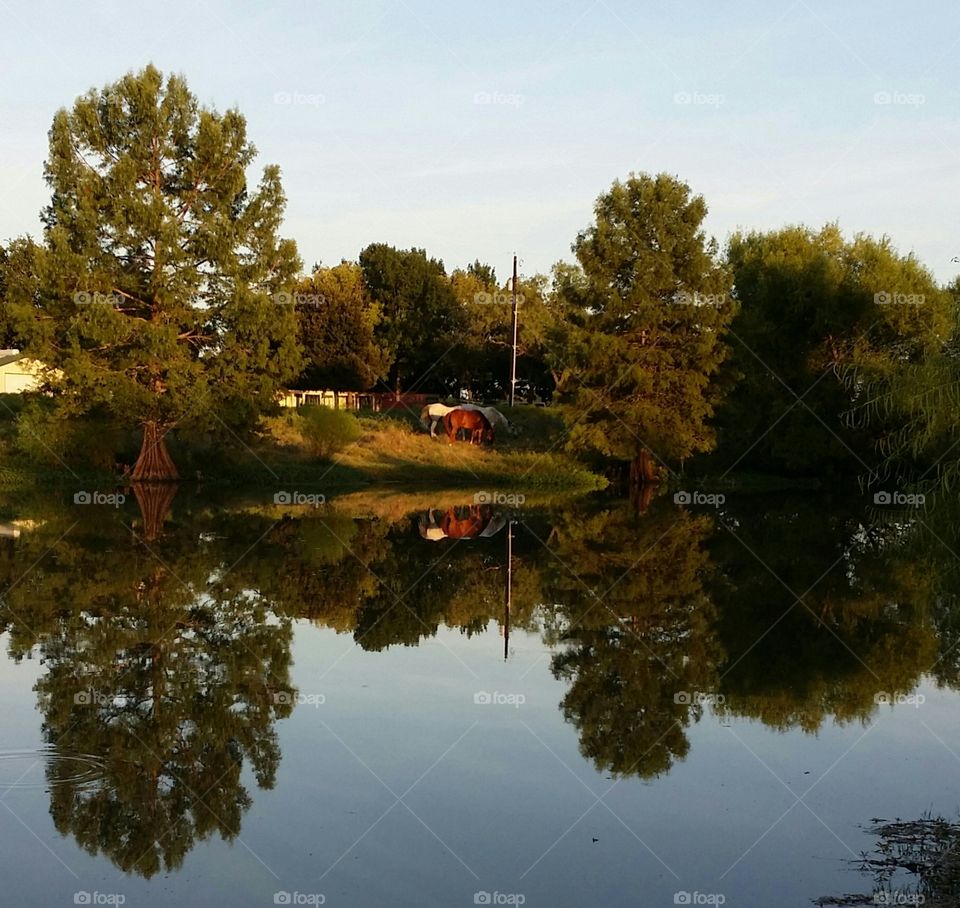 Golden Hour on the Pond